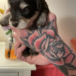 Male 1 - Liver male Miniature Schnauzer puppy in Lowell, North Carolina from Prestigious Schnuazers