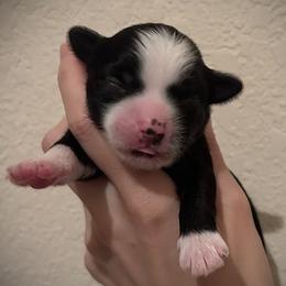 Black Hairless Boy - Black and white male Chinese Crested puppy in Tomball, Texas from Gracieux Chinese Cresteds