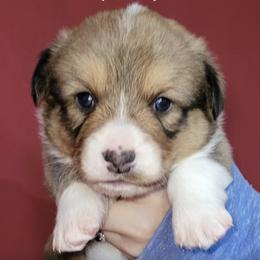 Cardigan Welsh Corgis from Cardigan Cottage