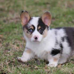 American Corgi and French Bulldog Puppies from Moonstone Corgis & Frenchies