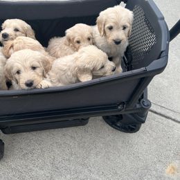 Goldendoodle Puppies from Lakes Golden Doodles