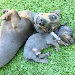 Dachshunds from Mxl Dachshund