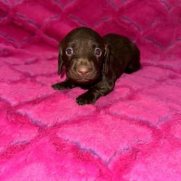 Dachshund Puppies from The Hunters Doxie Den