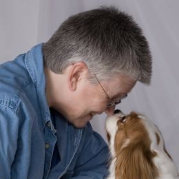 Cavalier King Charles Spaniels from SnowToz Cavaliers