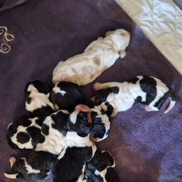 Everest - Black brown and white female Basset Hound puppy in Mack's Creek, Missouri from Mack's Creek Basset Hounds