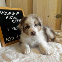 Flint - Red merle male Australian Shepherd puppy in Murrayville, Georgia from Mountain Ridge Aussies