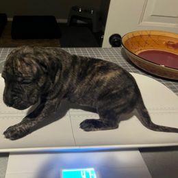 Ojo - Silver male Perro de Presa Canario puppy in Lenexa, Kansas from Medianoche GatoPerros