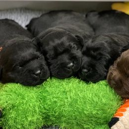 Labrador Retriever Puppies from Ashland Labradors