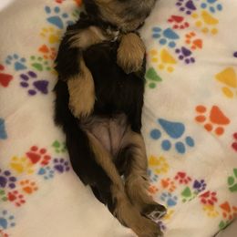 Schnoodle Puppies from Noodle Tings Puppies