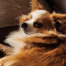Fancy - Chihuahua