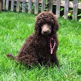 Poodle Puppies from Piccolo's Poodles