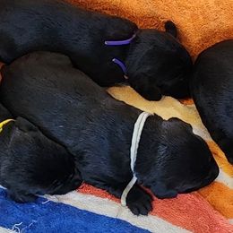 2nd Pick Black Male - Black male Labrador Retriever puppy in Crockett, Texas from Cross Creek Kennels, Inc