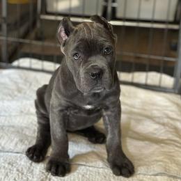 Strawberry - Gray brindle female Cane Corso puppy in Lusby, Maryland from Coastal View Kennels