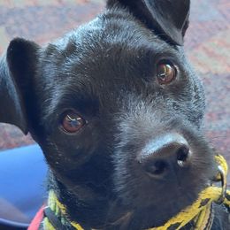 Winnie - Patterdale Terrier