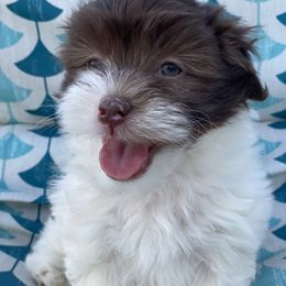 Havanese Puppies from Happy Havanese Gems