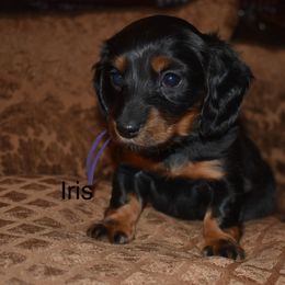 Iris - Black and tan female Dachshund puppy in Oxford, Pennsylvania from Emily’s Dachshund Puppies