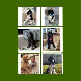 Goldendoodle and Poodle Puppies from Southern Hunters Standards