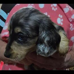 Sapphire's first black and cream dapple girl - Dapple female Dachshund puppy in Lyle, Washington from Wines Wienery