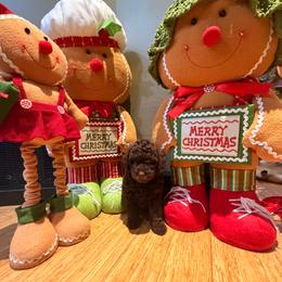 Miss Yellow - Chocolate female Labradoodle puppy in Lebanon, Pennsylvania from Robertson's Retrievers and Doodles