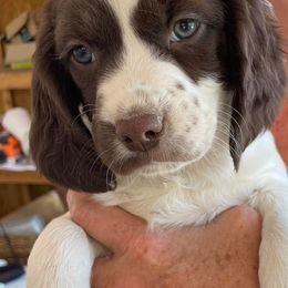 English Springer Spaniels from Desert Willow Kennel