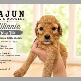 1400.00 Winnie: Gray Collar - Apricot female Goldendoodle puppy in Raceland, Louisiana from Cajun Doodles