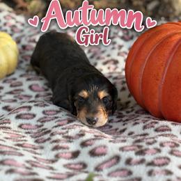 Dachshund Puppies from Dirksen Doxies