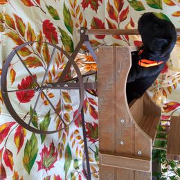 Miniature Schnauzer Puppies from Camp Creek Schnauzers