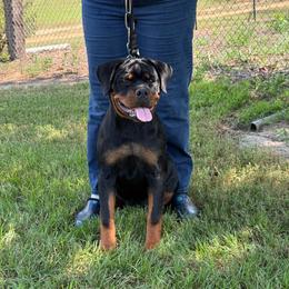 Dark Pink Collar - Black and mahogany female Rottweiler puppy in Batesburg, South Carolina from Vom Haus Bulnes