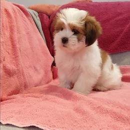 Girl 2 - Parti female Lhasa Apso puppy in Norman, Oklahoma from Steve's Puppies