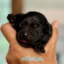 Roman - Black male Labrador Retriever puppy in Sullivan, Missouri from O’Dell Labs