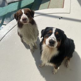 Australian Shepherd All Grown Up from Happily Ever Aussies