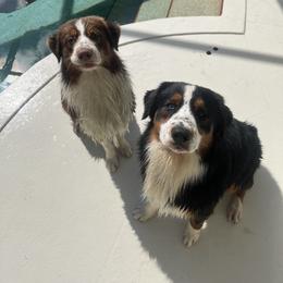 Australian Shepherd All Grown Up from Happily Ever Aussies