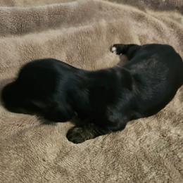 Dahlia - Black and tan female Dachshund puppy in Lebanon, Oregon from Willow Moons Dachshunds