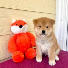 John - Red male Shiba Inu puppy in Milton, Florida from Moonlight Shibas