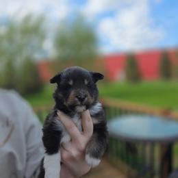 Tri Girl - Black white and tan female Shetland Sheepdog puppy in Lenox, Iowa from Crossroad shelties
