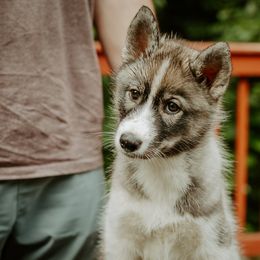 Maple - Gray and white female Siberian Husky puppy in Raymond, New Hampshire from Artico Siberians