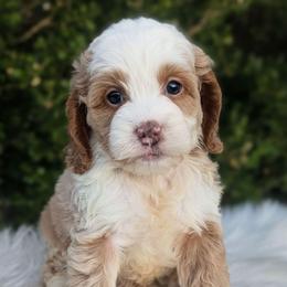 Koda - Buff and white male Cockapoo puppy in Salt Lake City, Utah from Utah Cocker Spaniels
