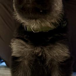 Boy 4 OD green - Black and cream male German Shepherd puppy in Newsoms, Virginia from A Tier Above Shepherds