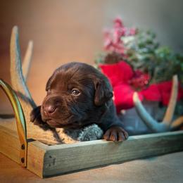 Stink Bug - Chocolate male Labrador Retriever puppy in Isle, Minnesota from Dog Ear Outfitters