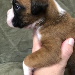 Boxer, Dalmatian, and Rottweiler Puppies from Poconopaws