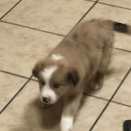 Border Collie Puppies from Burke BC’s