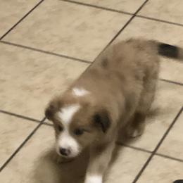 Border Collie Puppies from Burke BC’s