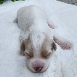 Silvia - White female Havapoo puppy in Dothan, Alabama from Farquharson's Poodles&Doodles