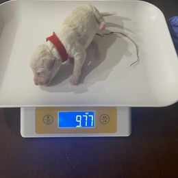 Poodle Puppies from Cute paws poodles