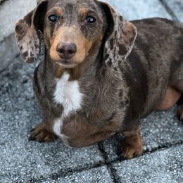 Dachshunds from Hottesdoxies