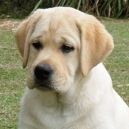 Labrador Retrievers from Lochinvar Labradors