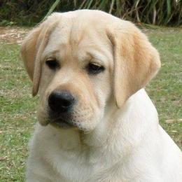 Labrador Retrievers from Lochinvar Labradors