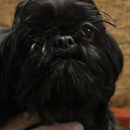 Tiffany Love - Shih Tzu