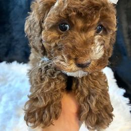 Bubbly - Red and white female Cockapoo puppy in Adrian, Oregon from ApplebyFarm