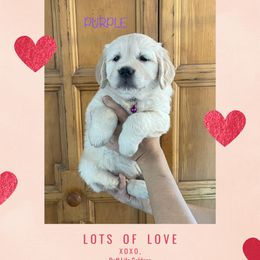 Golden Retriever Puppies from Ruff Life Goldens